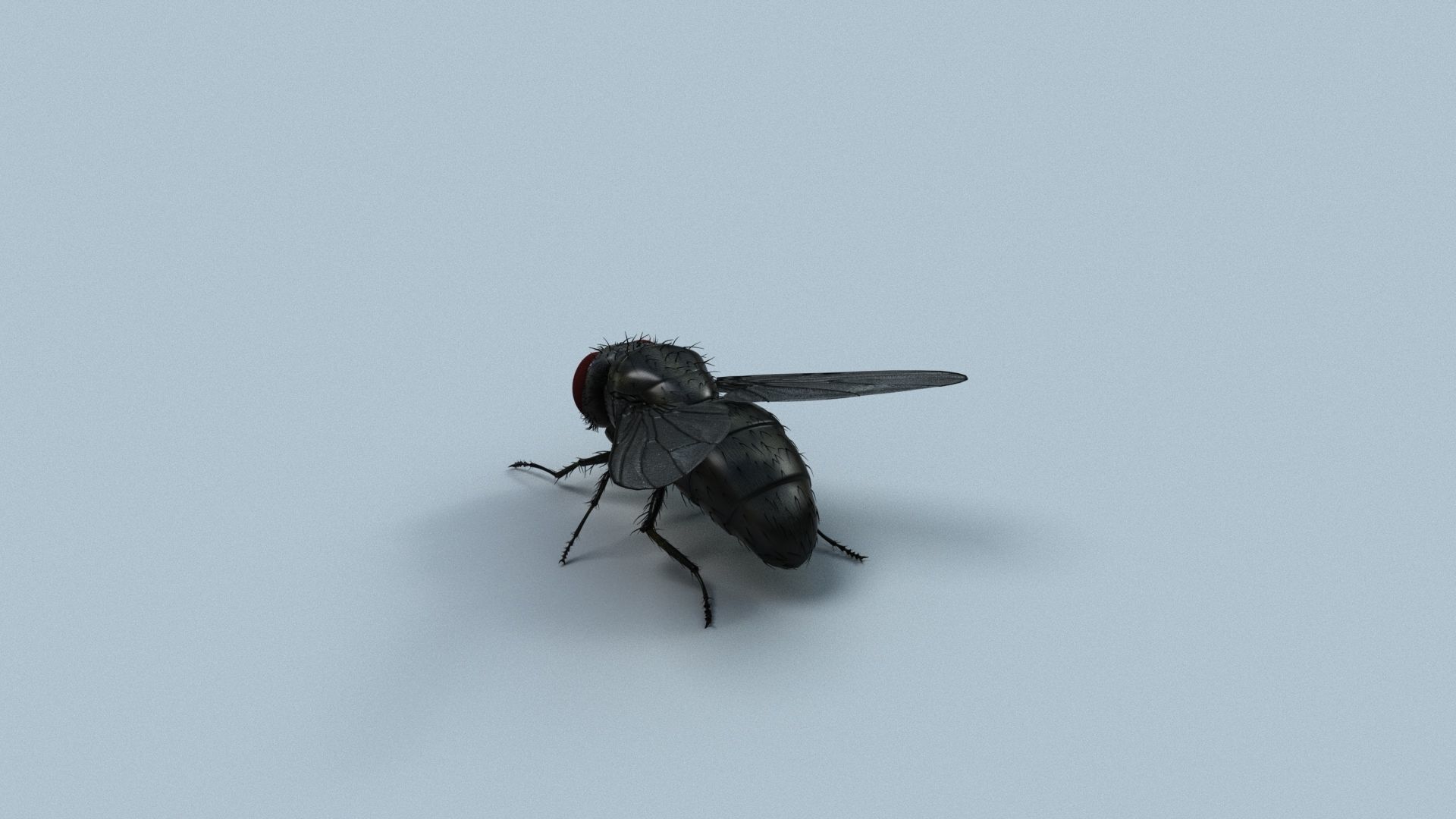 Cyclorrhapha fly rig 3D model_2