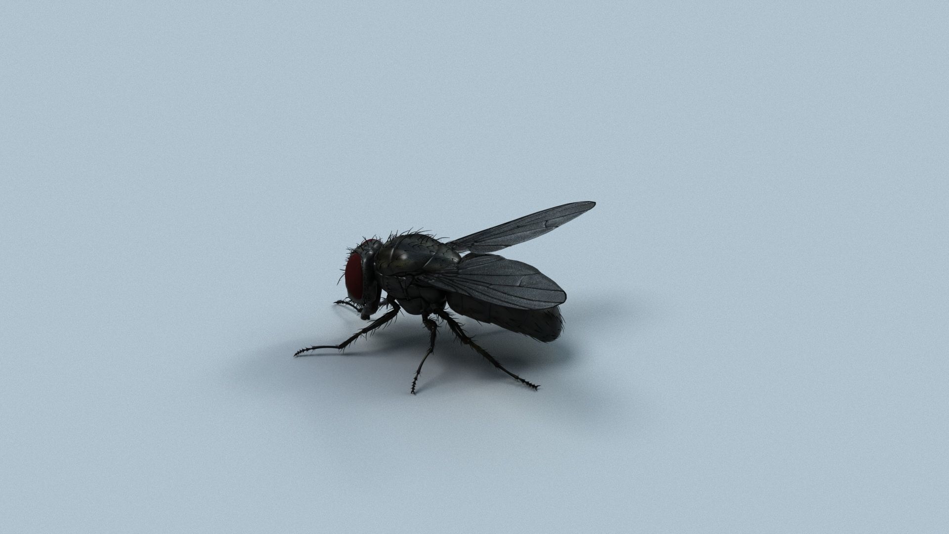 Cyclorrhapha fly rig 3D model_1