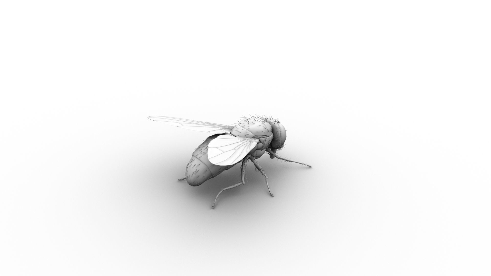 Cyclorrhapha fly rig 3D model_4