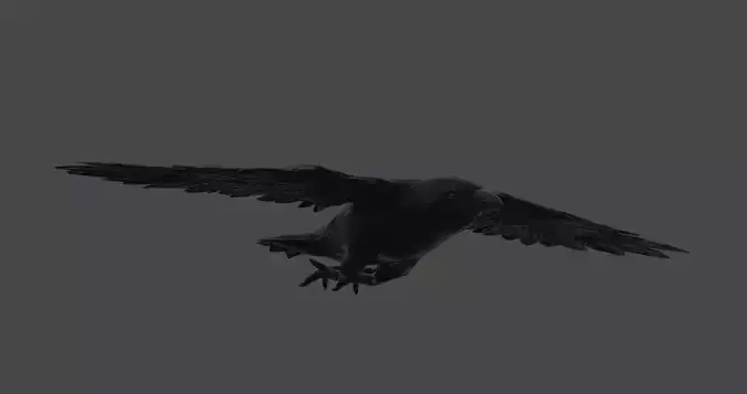 3D Animate Crow