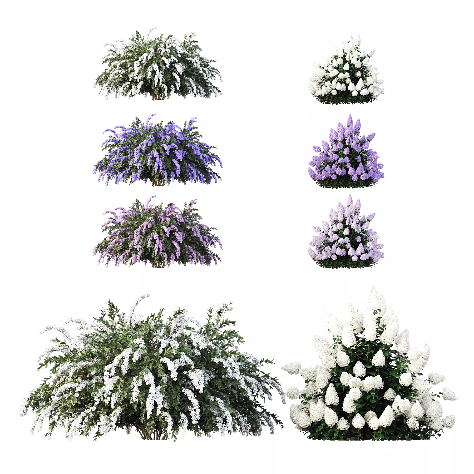 Hydrangea Paniculata Phantom Spiraea cinerea Grefsheim 3D model