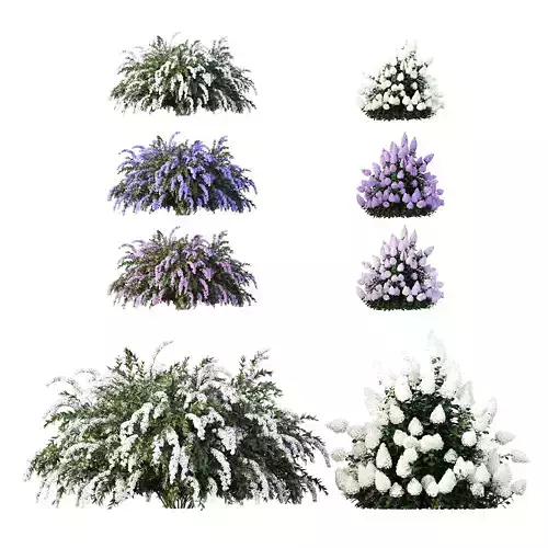 Hydrangea Paniculata Phantom Spiraea cinerea Grefsheim 3D model