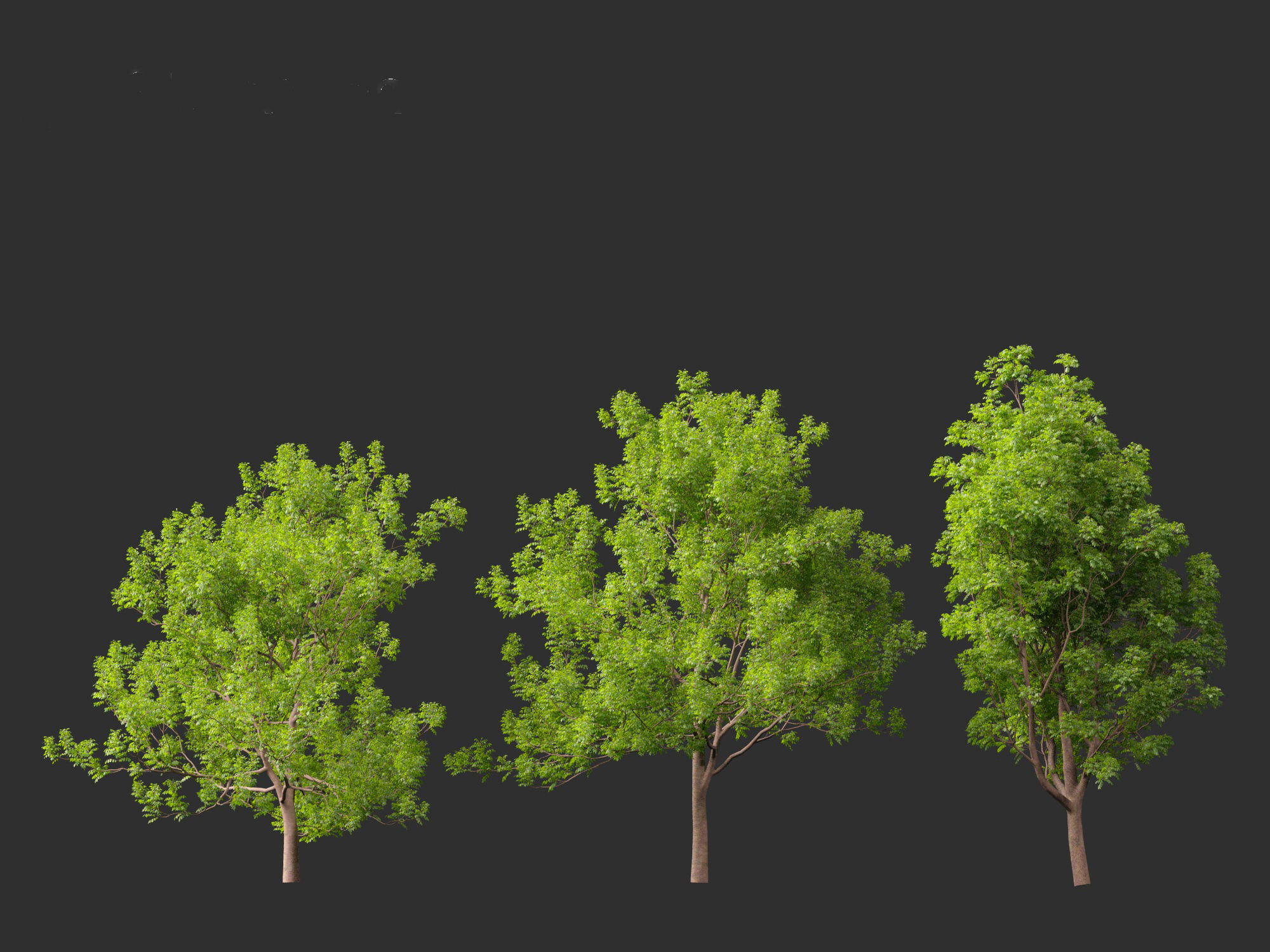 Fraxinus ornus - flowering ash 3D model_3