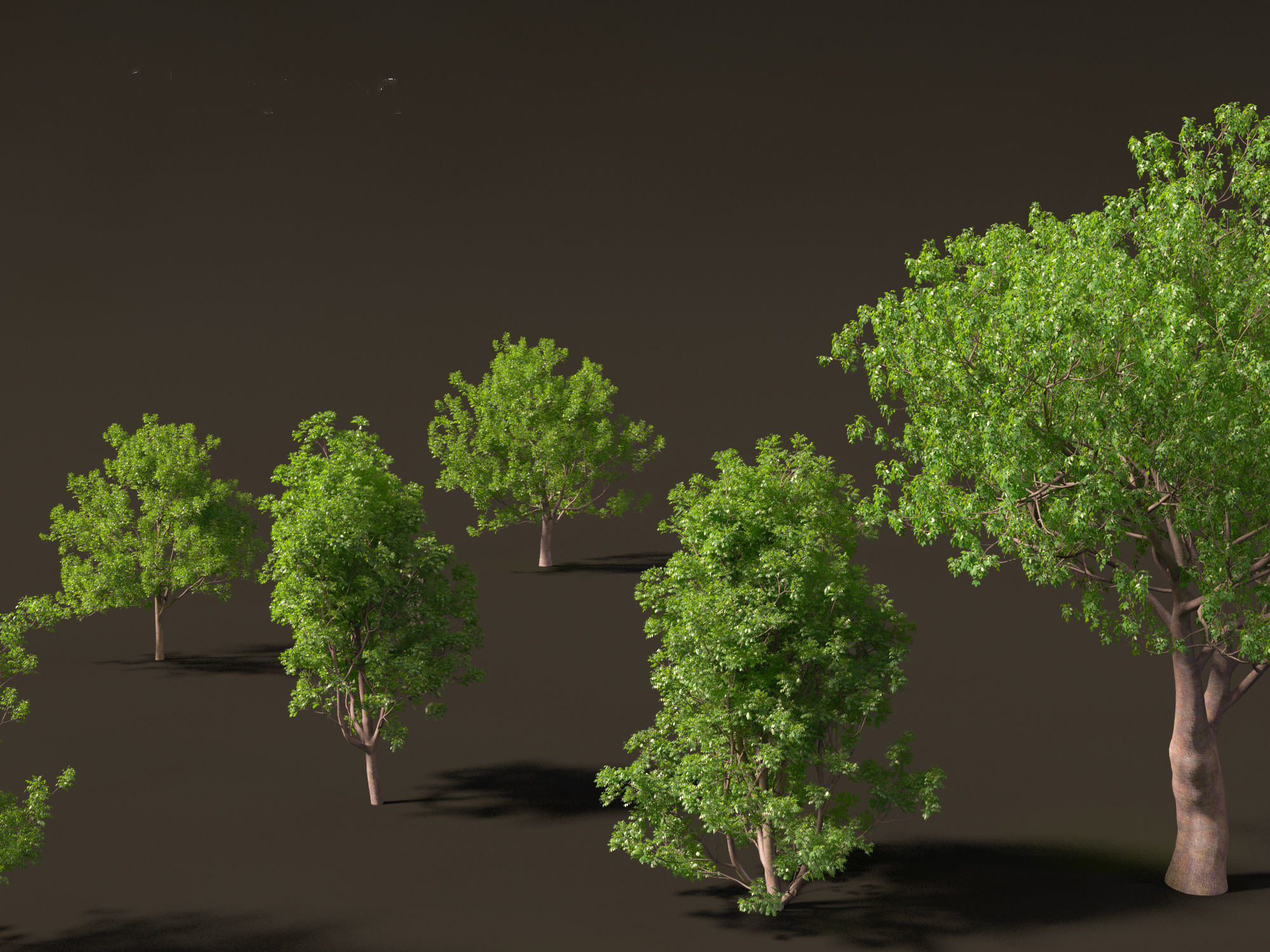 Fraxinus ornus - flowering ash 3D model_8