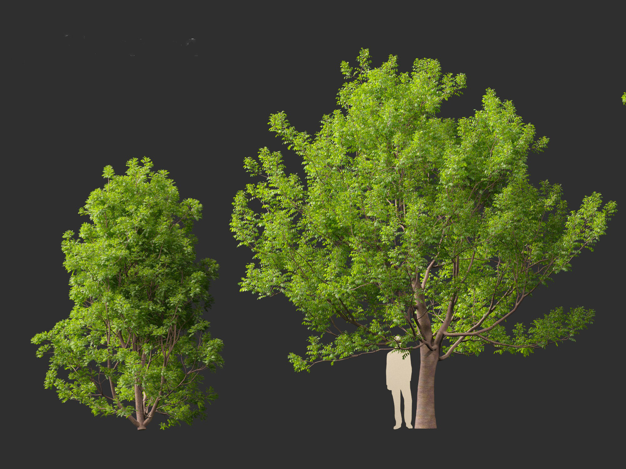 Fraxinus ornus - flowering ash 3D model_5
