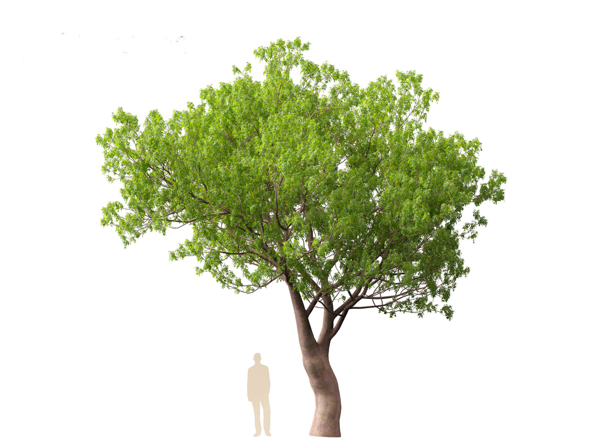 Fraxinus ornus - flowering ash 3D model_6