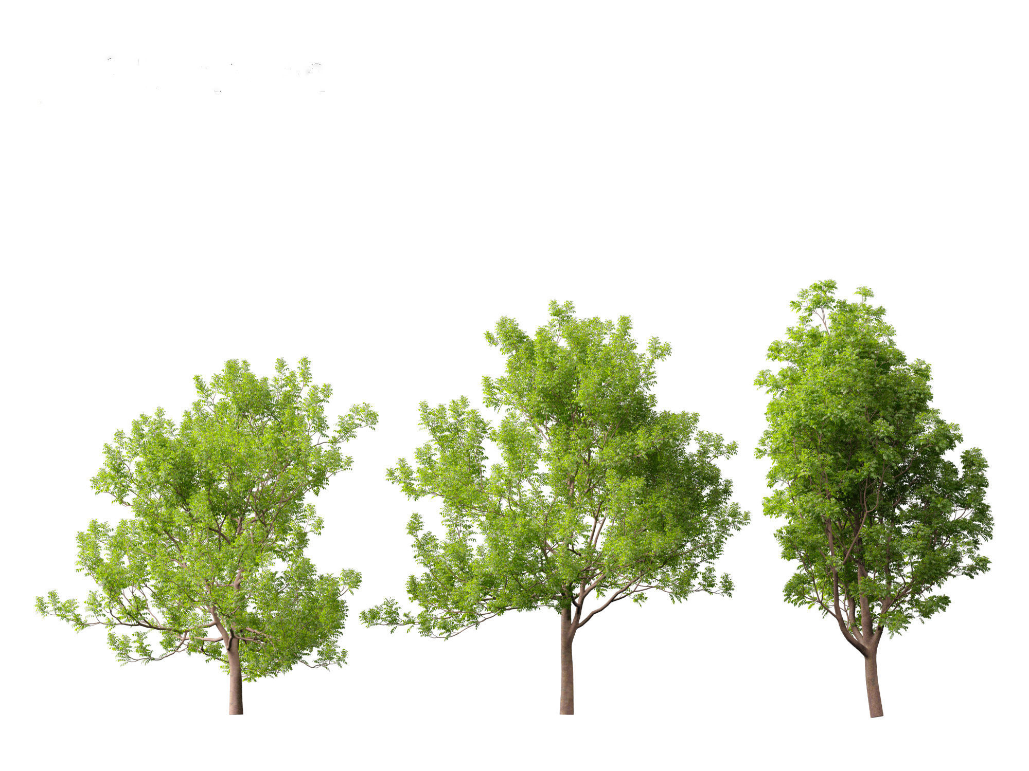 Fraxinus ornus - flowering ash 3D model_2
