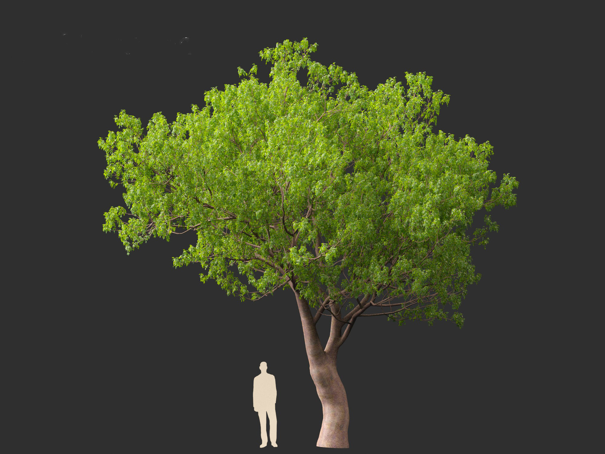 Fraxinus ornus - flowering ash 3D model_7