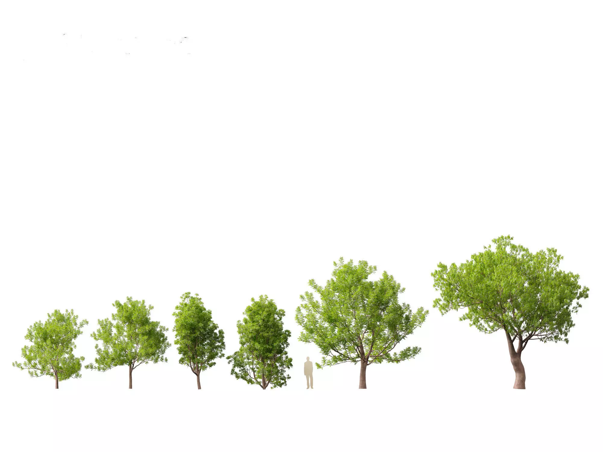 Fraxinus ornus - flowering ash 3D model_0