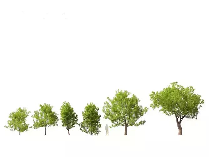 Fraxinus ornus - flowering ash