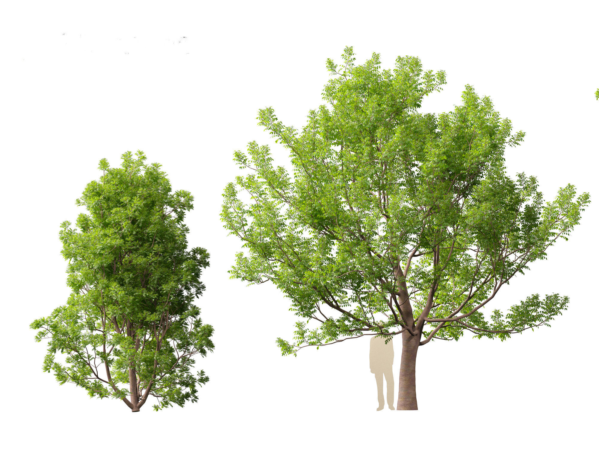 Fraxinus ornus - flowering ash 3D model_4