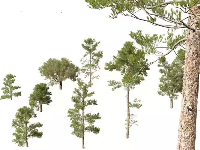 HighPoly Low Poly - Pinus brutia - the Turkish pine 3D model