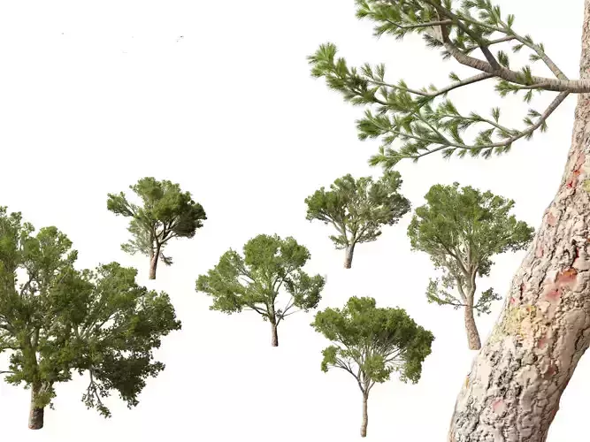 HighPoly Low Poly - Pinus halepensis - the Aleppo pine 3D model