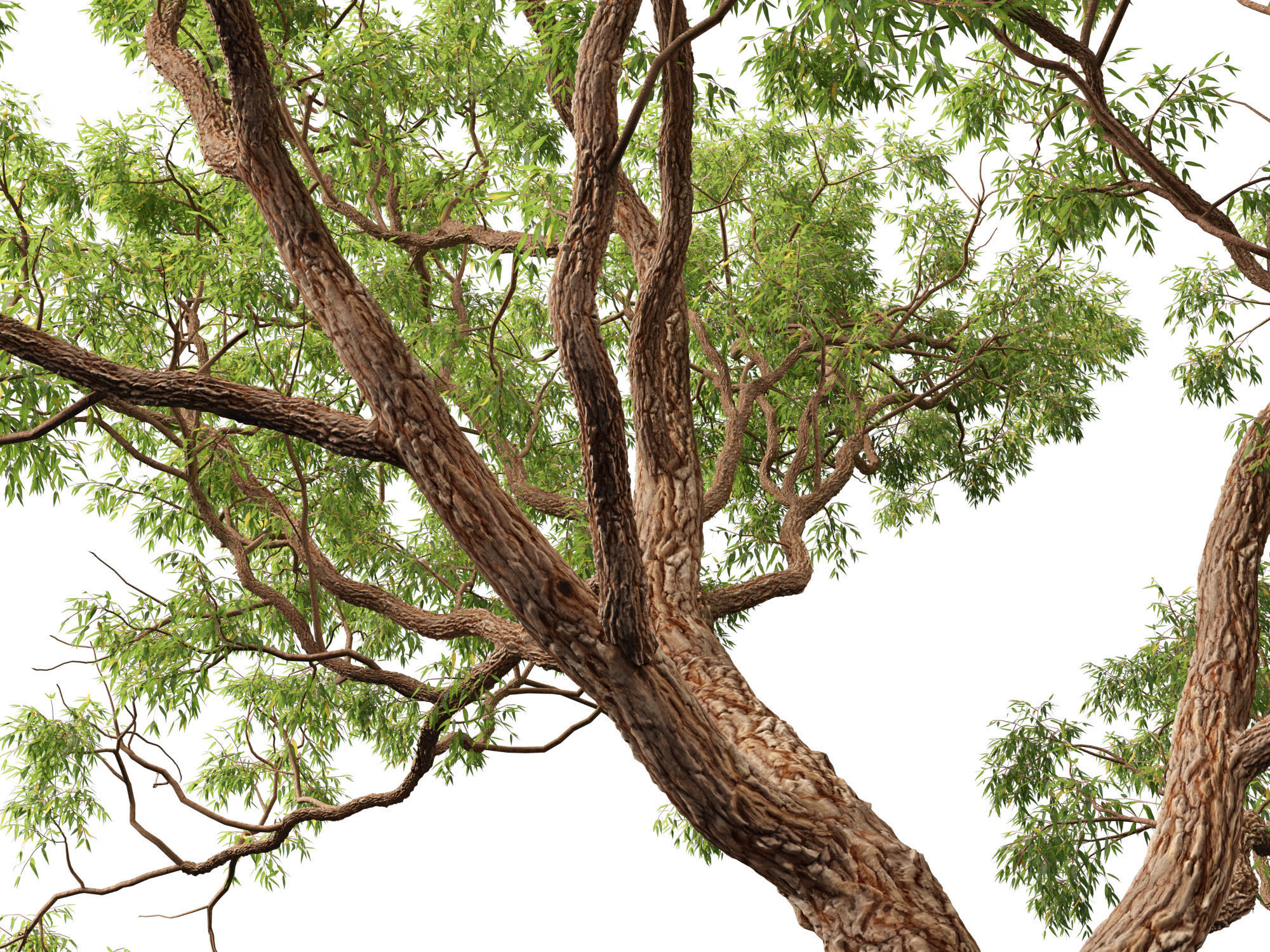 Corymbia calophylla - Marri 3D model_8