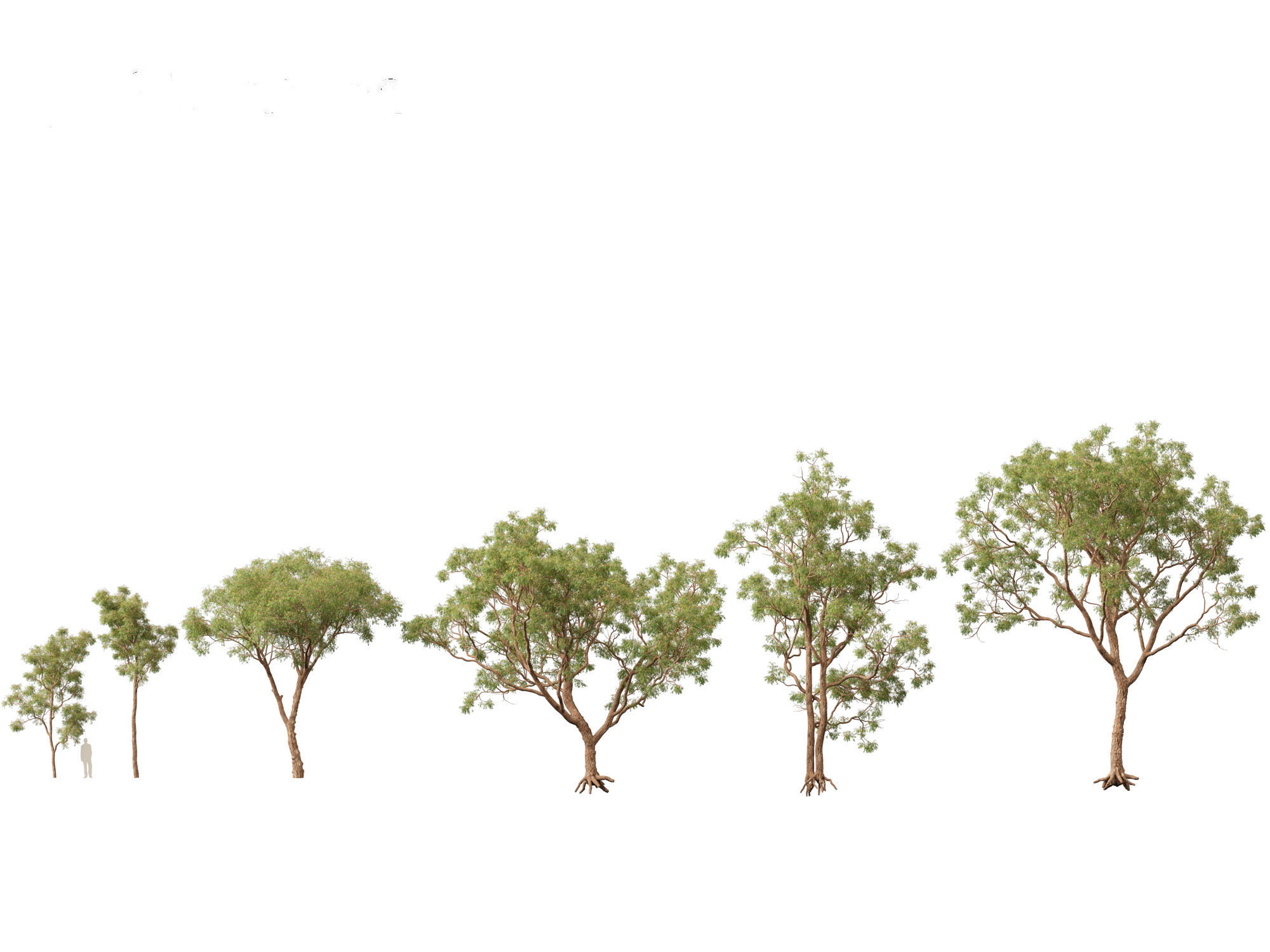 Corymbia calophylla - Marri 3D model_1