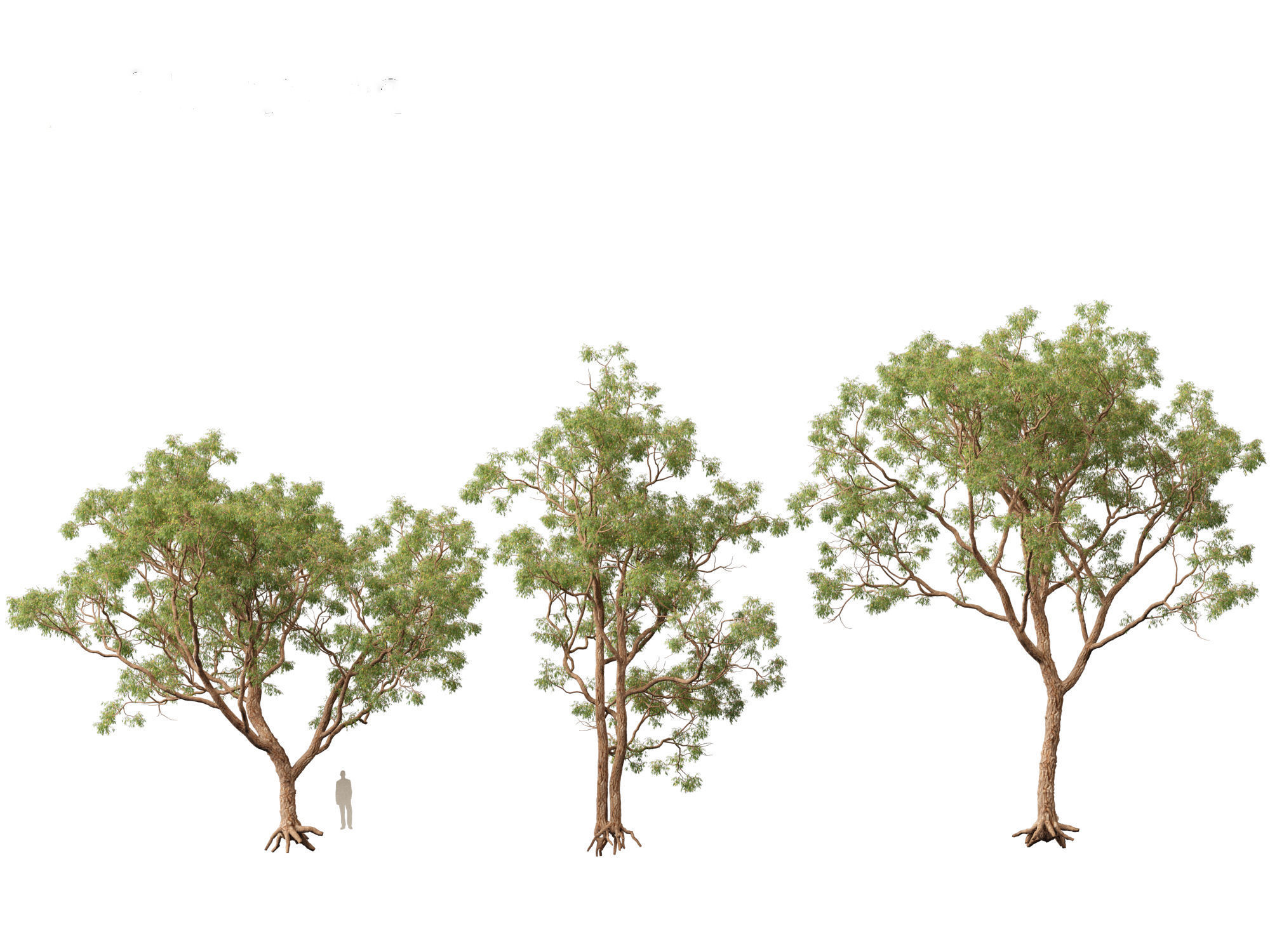 Corymbia calophylla - Marri 3D model_6