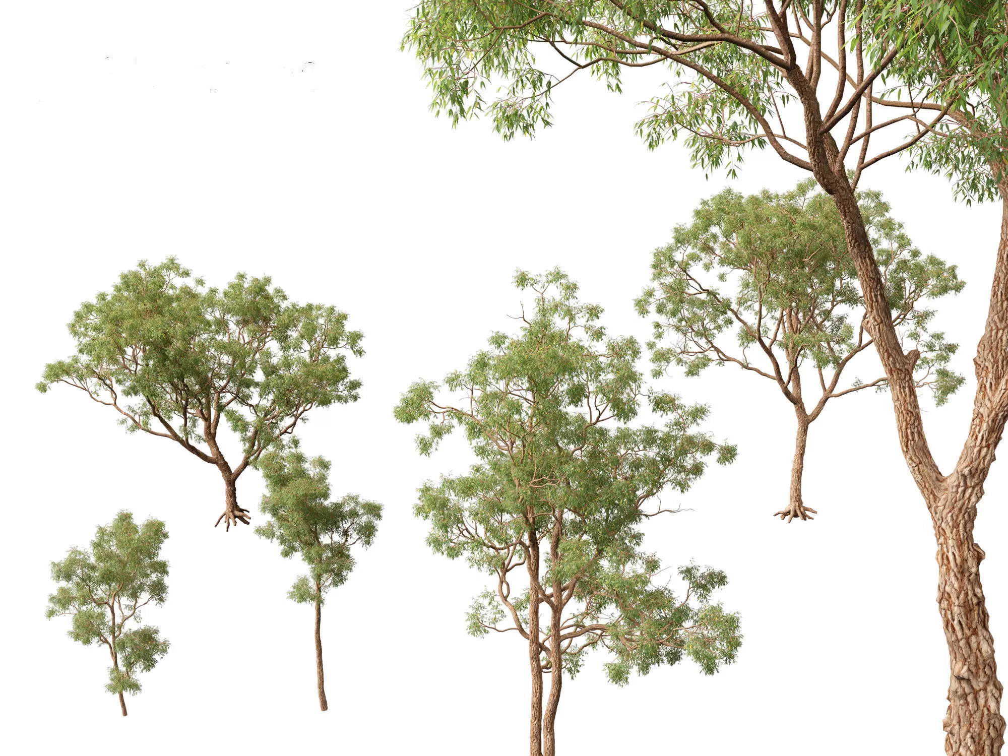 Corymbia calophylla - Marri 3D model_0