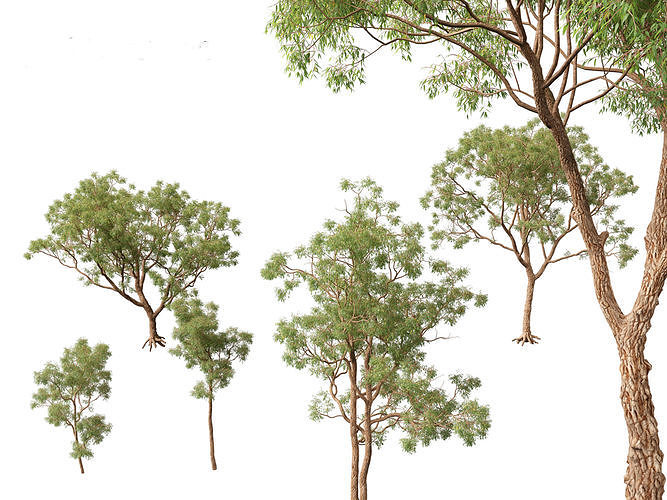 Corymbia calophylla - Marri 3D model