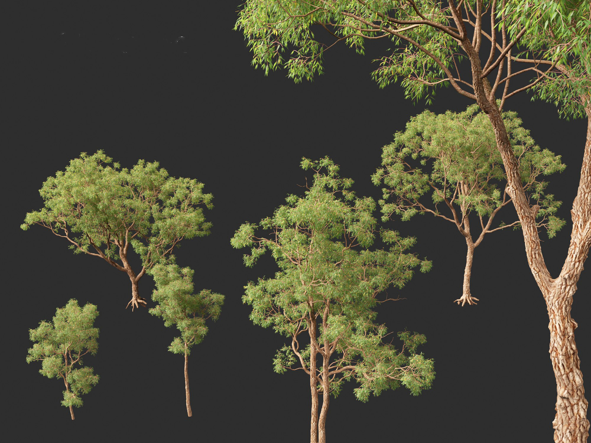 Corymbia calophylla - Marri 3D model_2