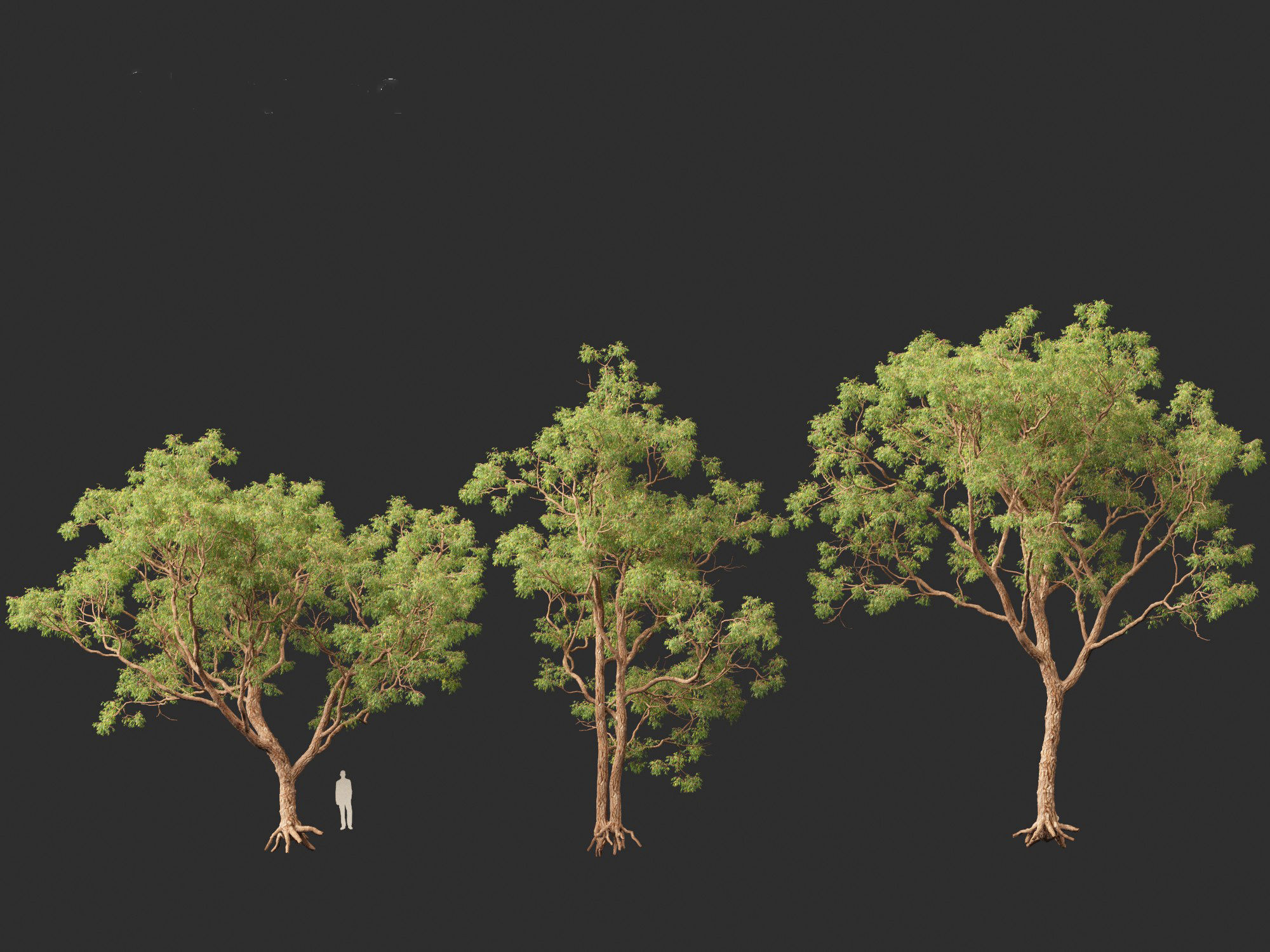 Corymbia calophylla - Marri 3D model_7