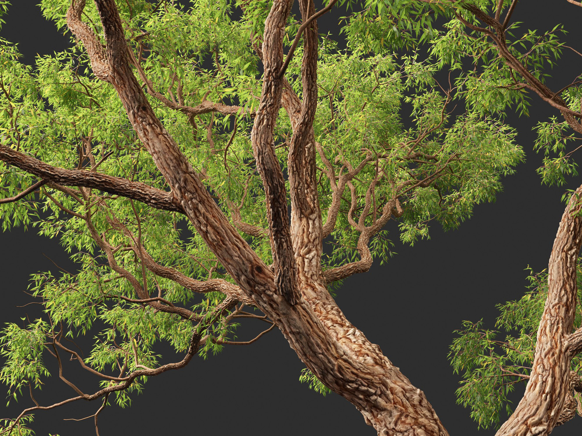 Corymbia calophylla - Marri 3D model_9