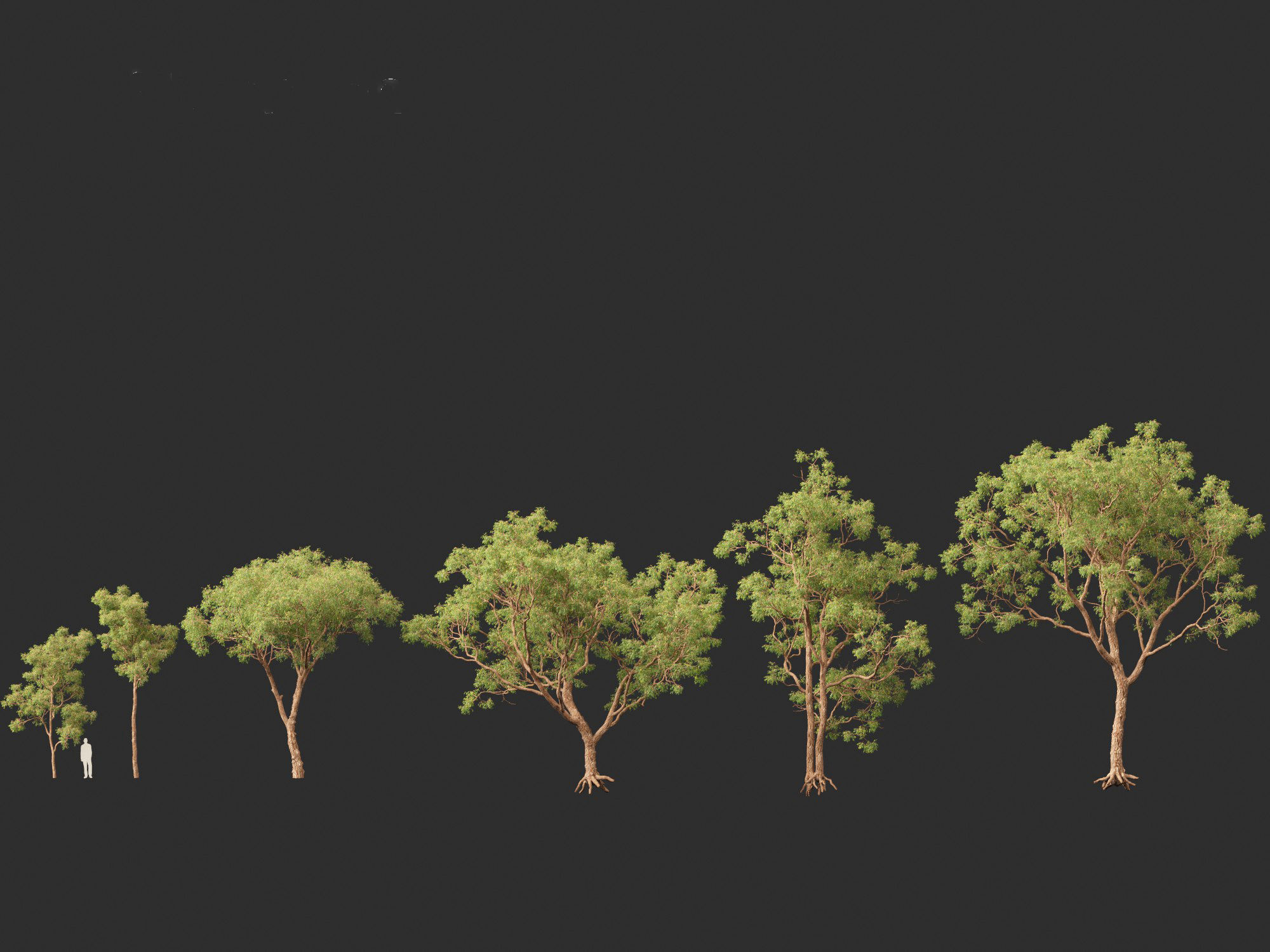 Corymbia calophylla - Marri 3D model_3