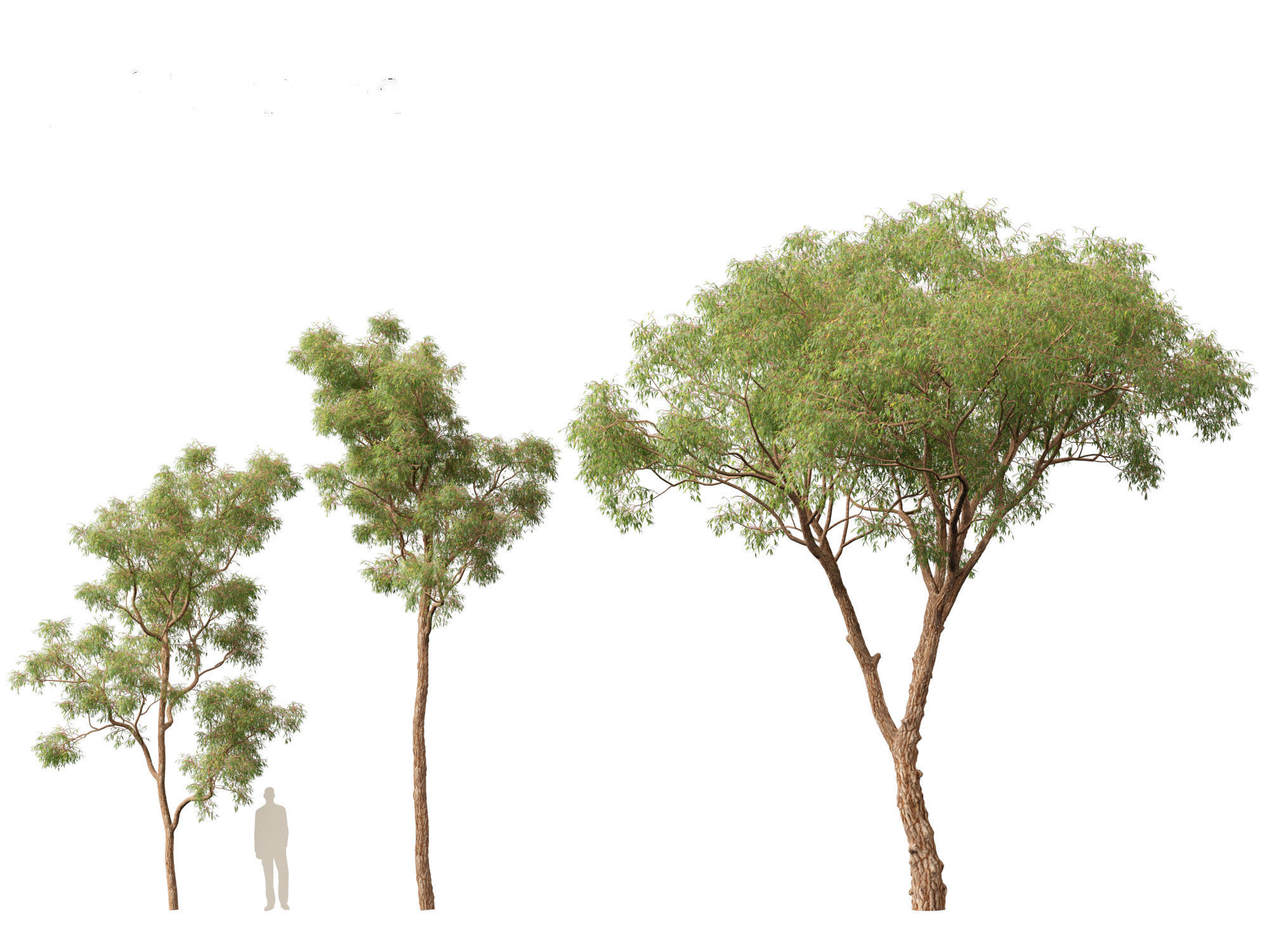 Corymbia calophylla - Marri 3D model_4