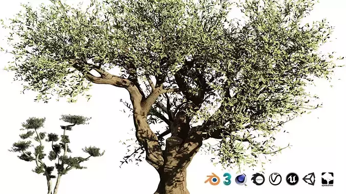 Olive Grove trees  Low-poly 3D model