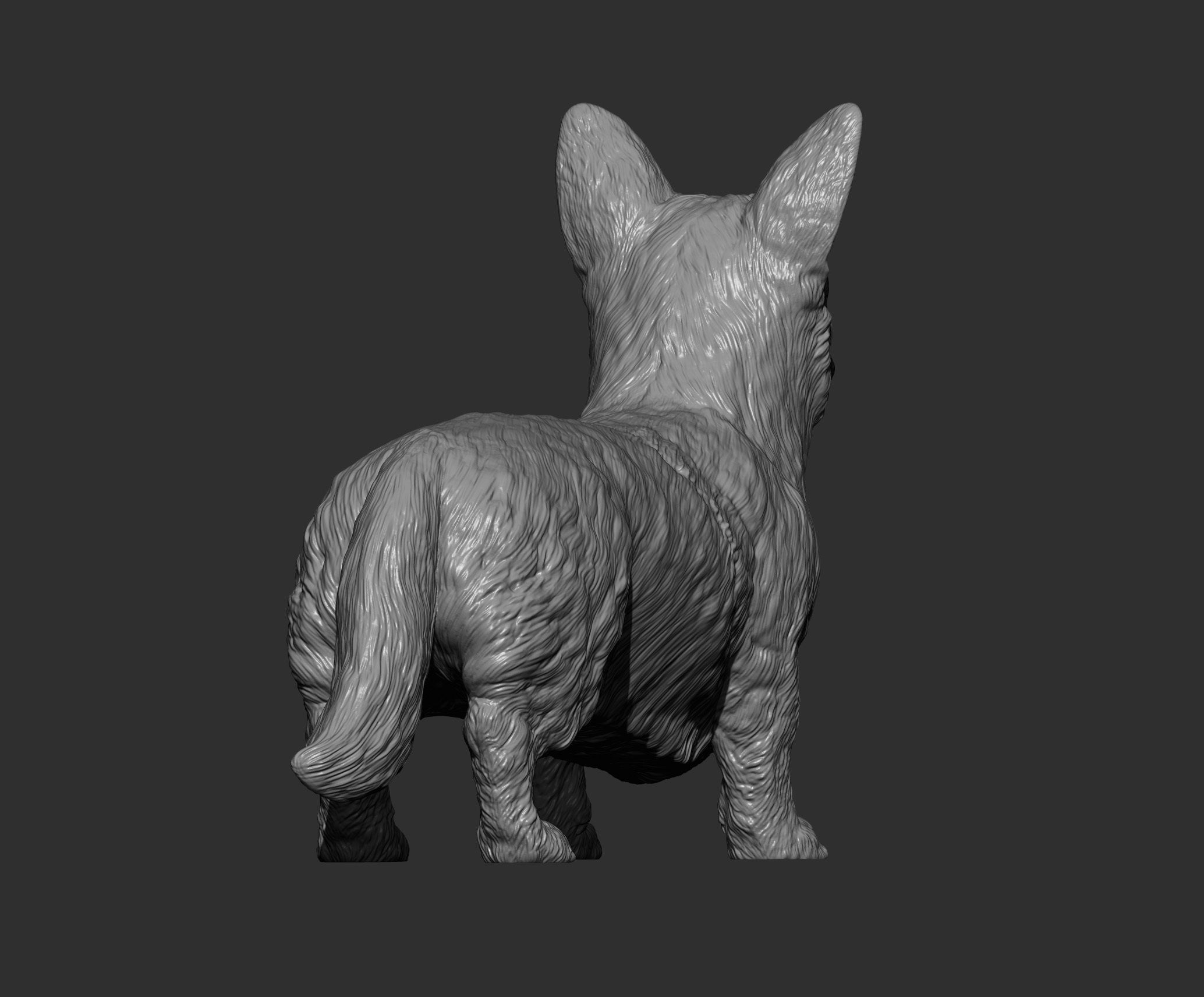 Cardigan Corgi 3D print model_7