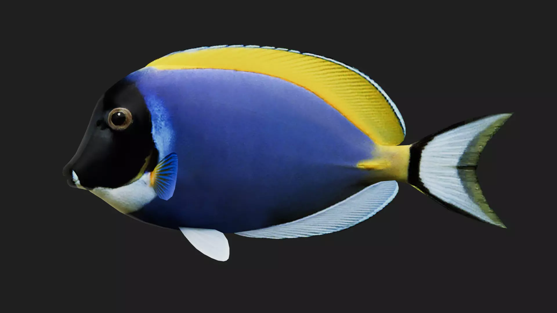 Unicornfish Low-poly 3D model_0