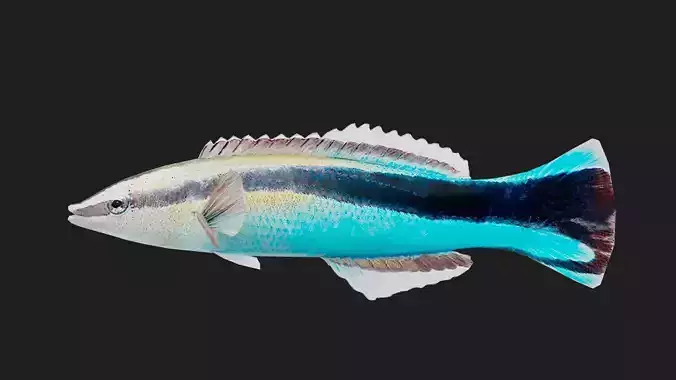 Wrasse Low-poly 3D model