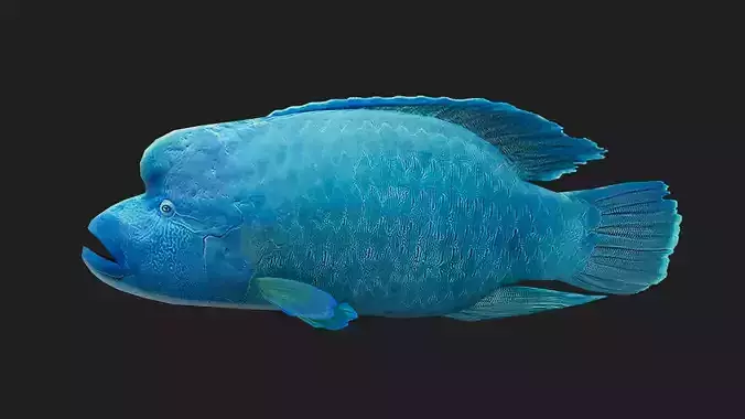 Wrasse Low-poly 3D model