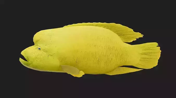 Wrasse Low-poly 3D model Wrasse Low-poly 3D model