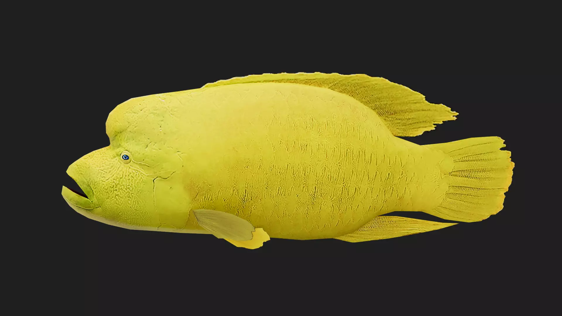 Wrasse Low-poly 3D model_0