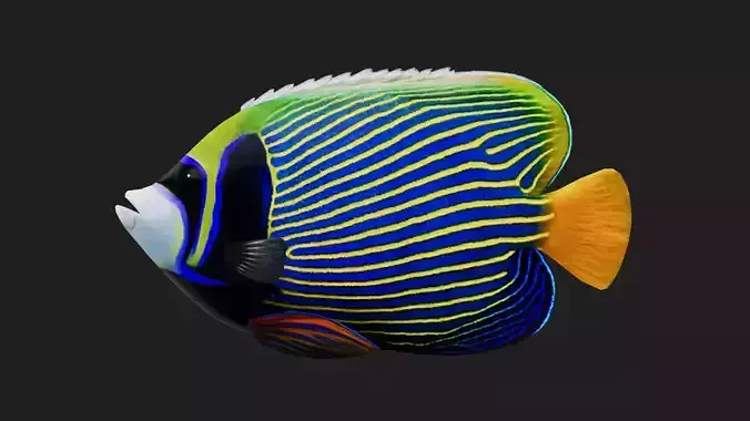 Angelfish
