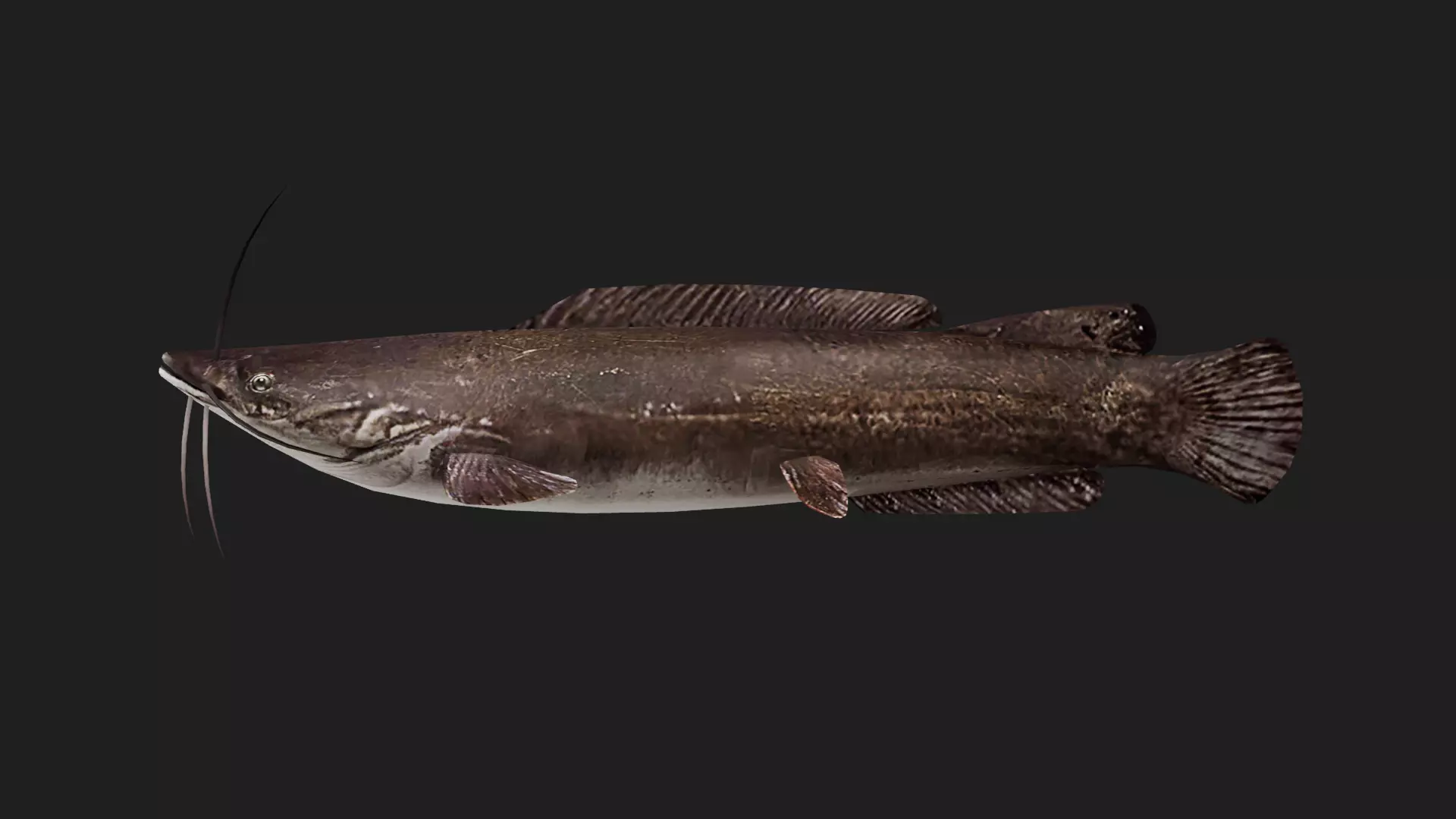 Catfish Low-poly 3D model
