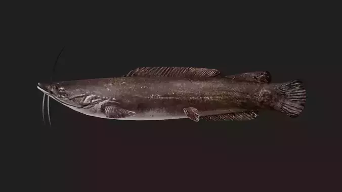 Catfish
