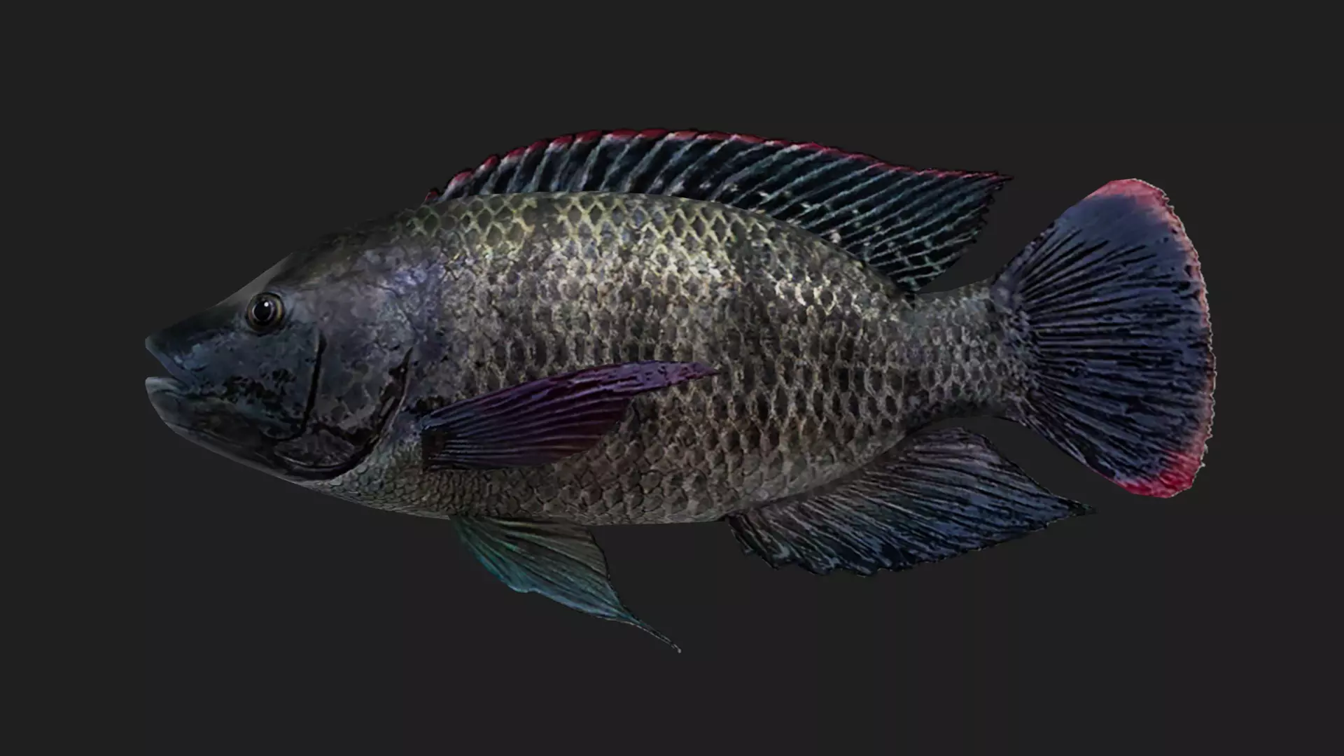 Cichlid Low-poly 3D model