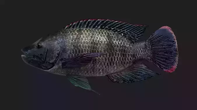 Cichlid