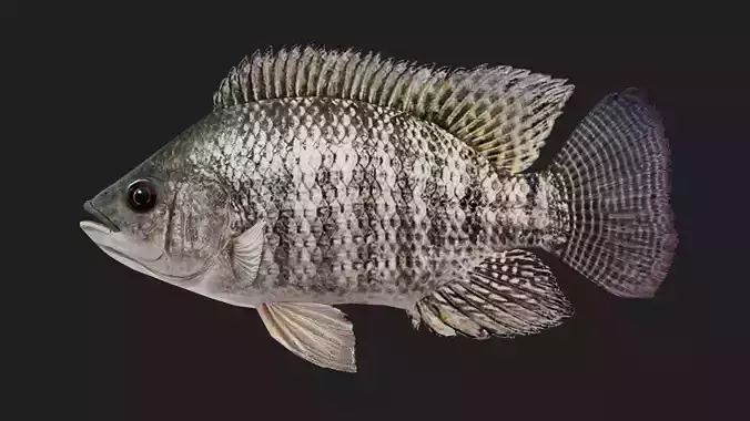 Cichlid