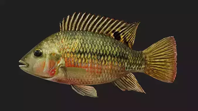 Cichlid