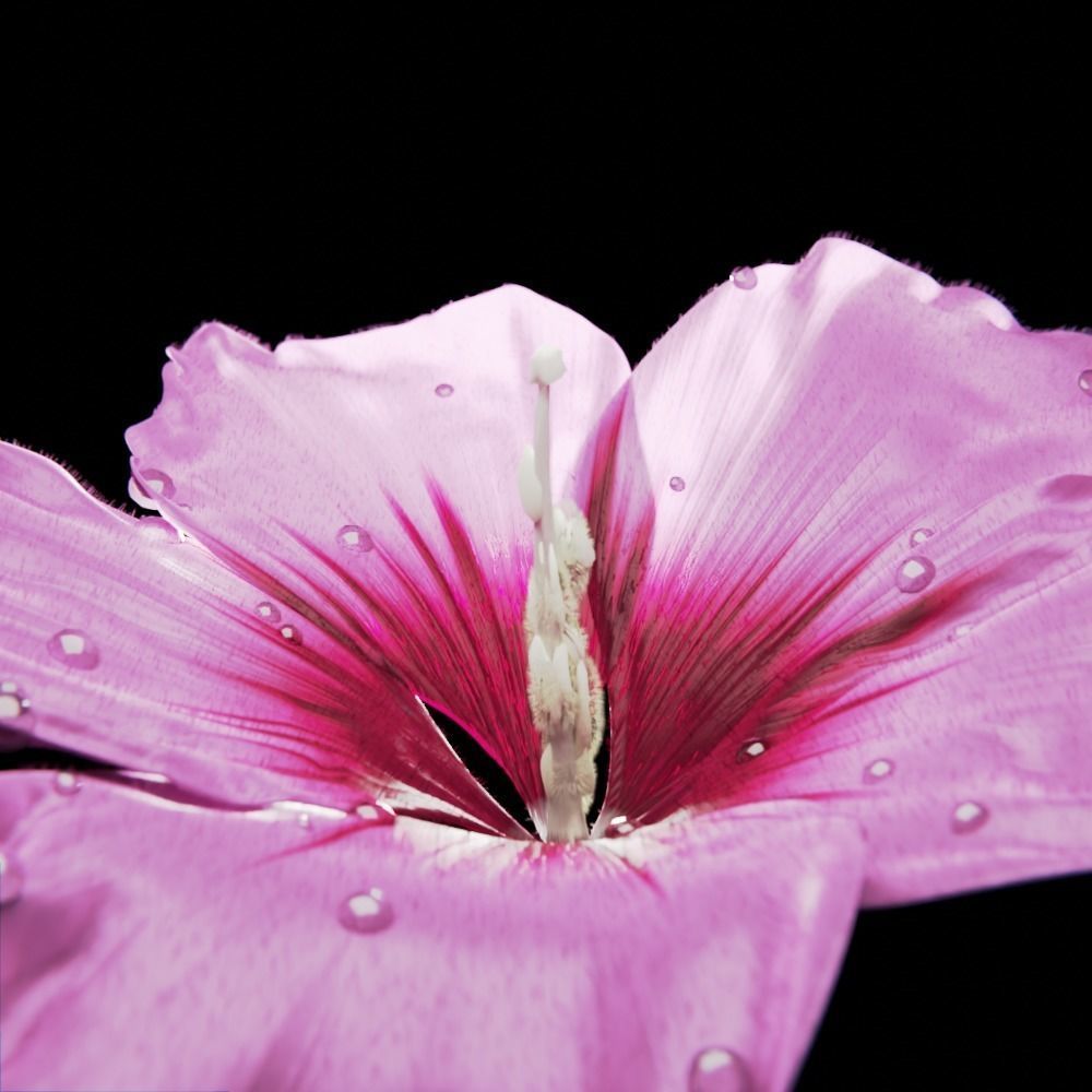 Althea Flower - hibiscus syriacus 3D model_3