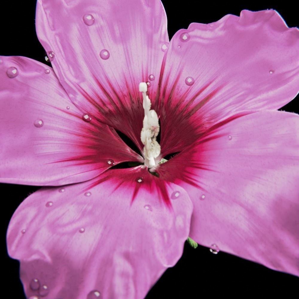 Althea Flower - hibiscus syriacus 3D model_2
