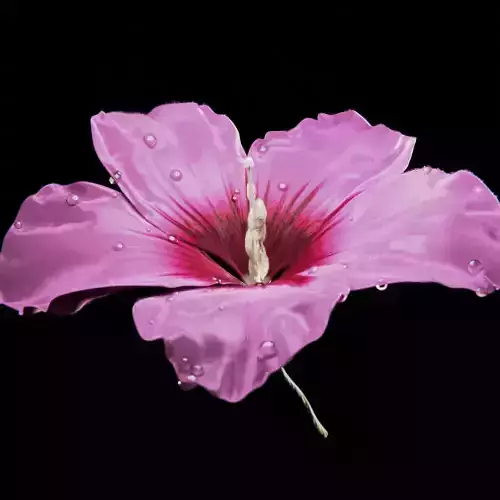 Althea Flower - hibiscus syriacus 3D model