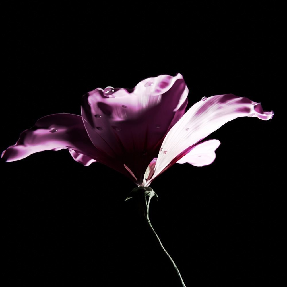 Althea Flower - hibiscus syriacus 3D model_1