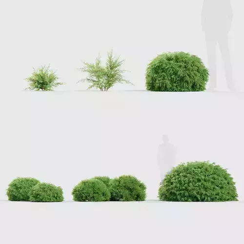 Baeckea virgata Baeckea 