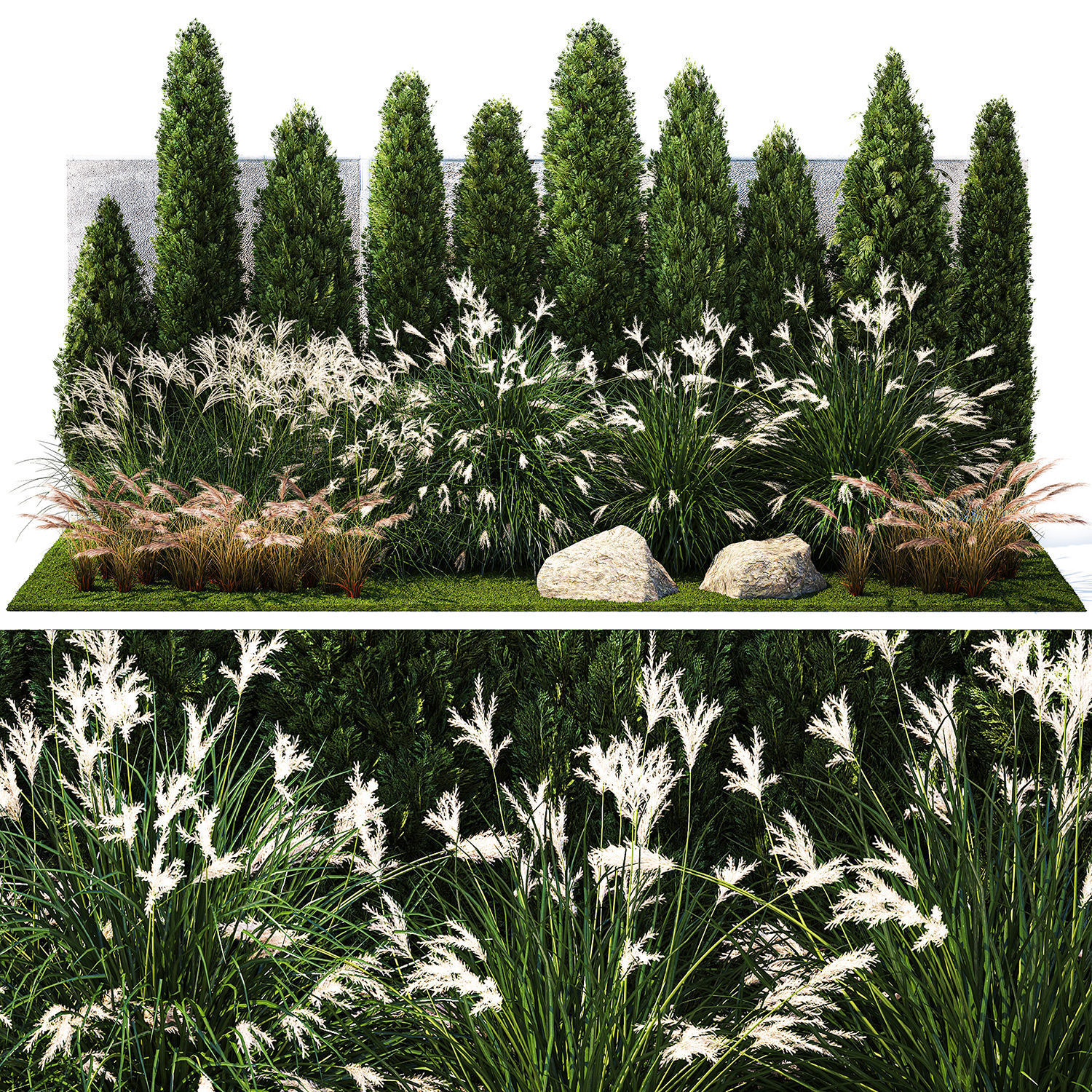 Garden with thuja cypress bushes feather grass Miscanthus grass  3D model_6