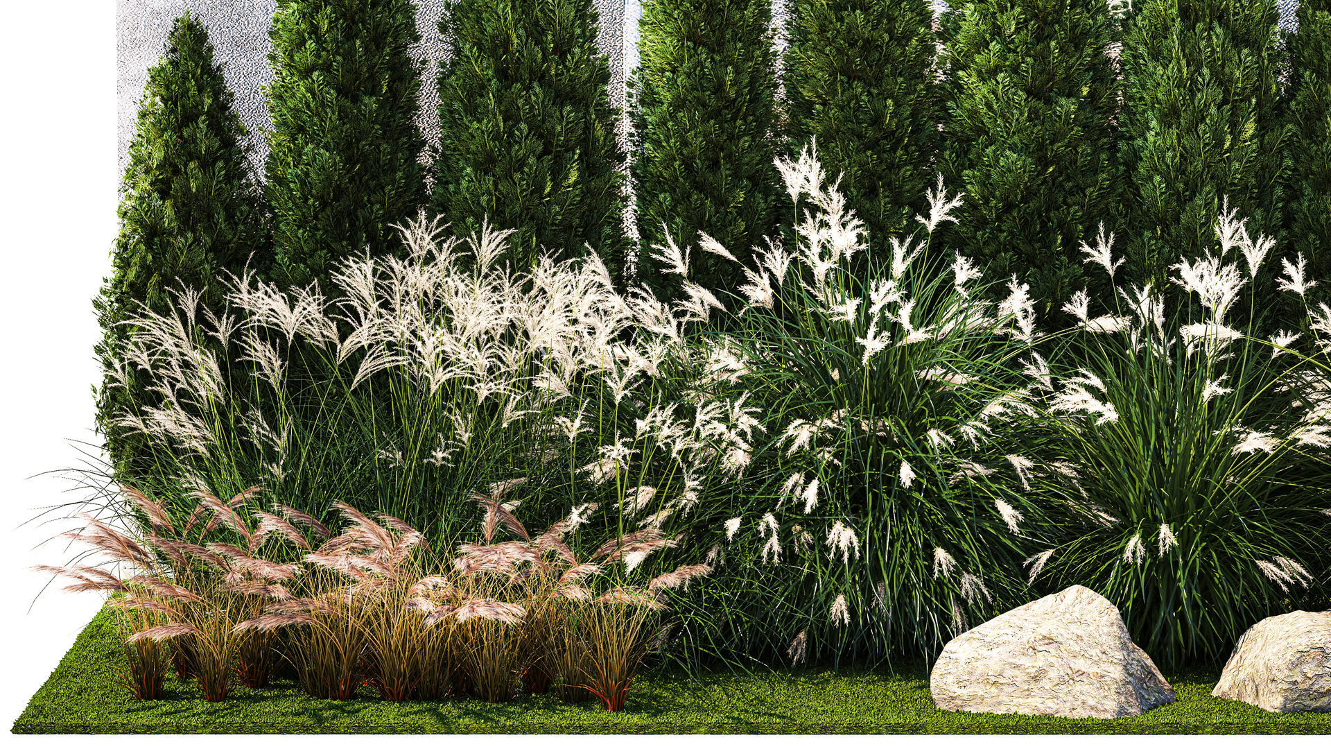 Garden with thuja cypress bushes feather grass Miscanthus grass  3D model_1