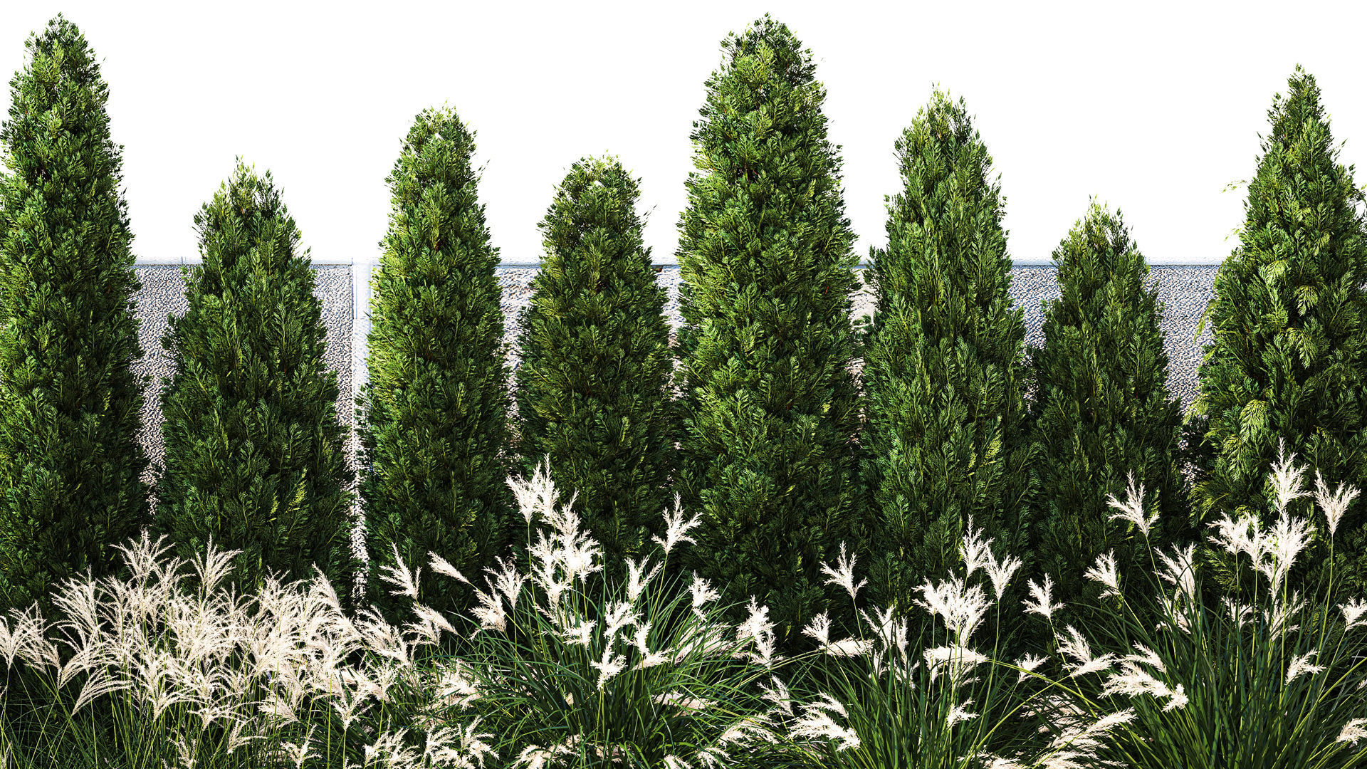 Garden with thuja cypress bushes feather grass Miscanthus grass  3D model_2