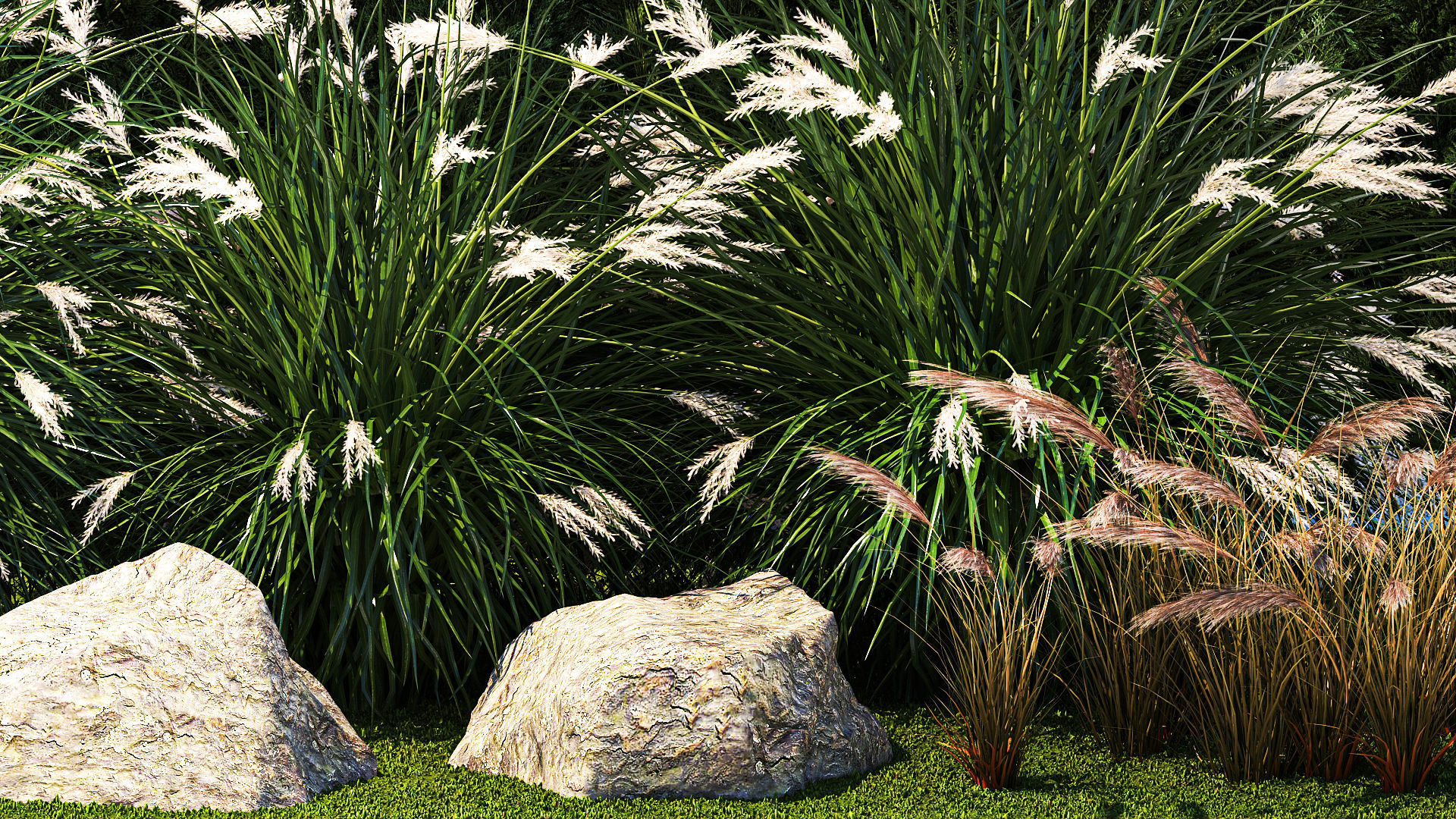 Garden with thuja cypress bushes feather grass Miscanthus grass  3D model_3